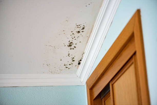 Best Residential Mold Removal  in Sammamish, WA