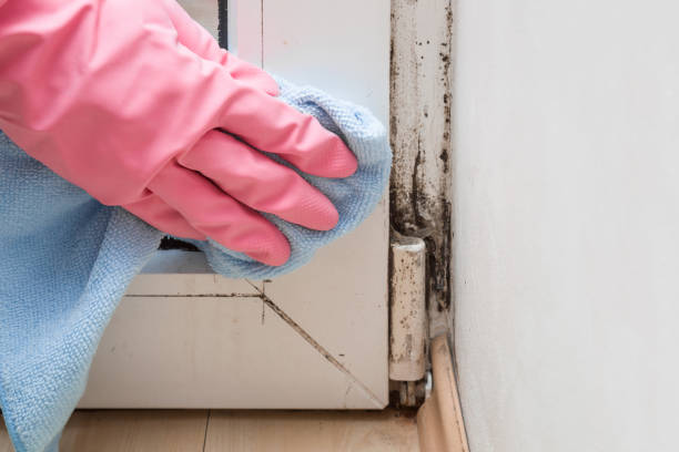 Crawl Space Mold Removal in Sammamish, WA